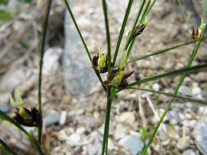 Image of genus Juncus specimen.