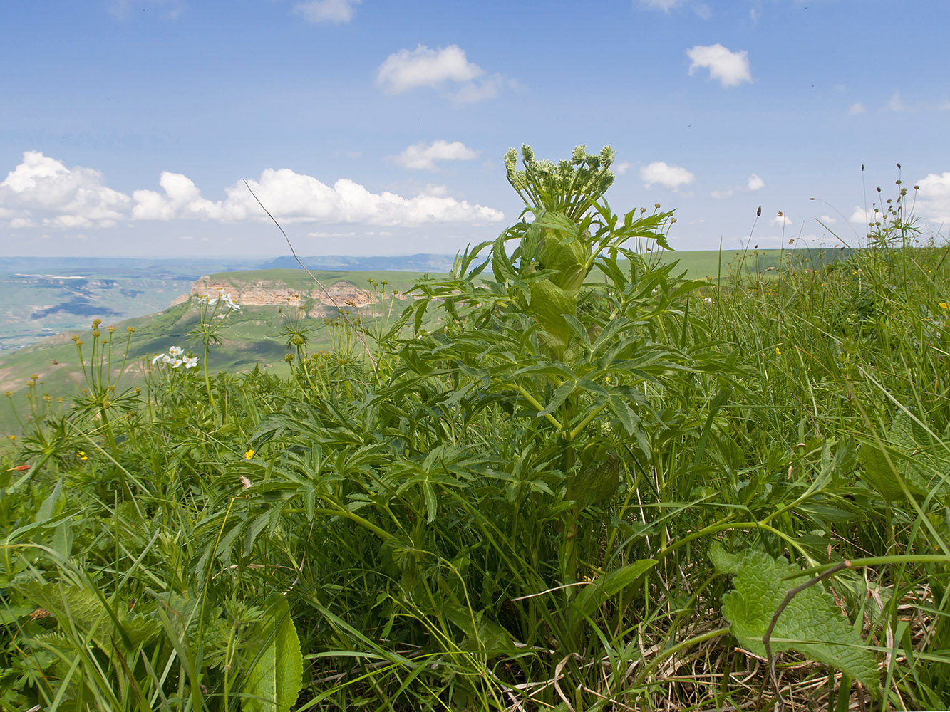 Image of familia Apiaceae specimen.