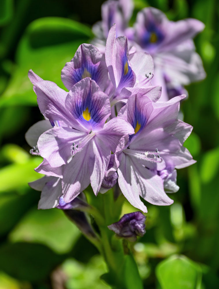 Изображение особи Eichhornia crassipes.