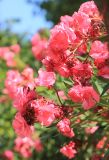 Смотреть изображение Nerium oleander