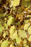 Lonicera xylosteum