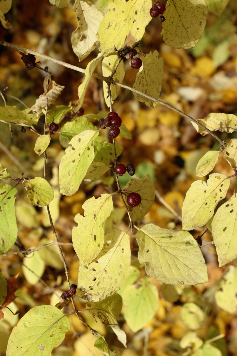 Изображение особи Lonicera xylosteum.