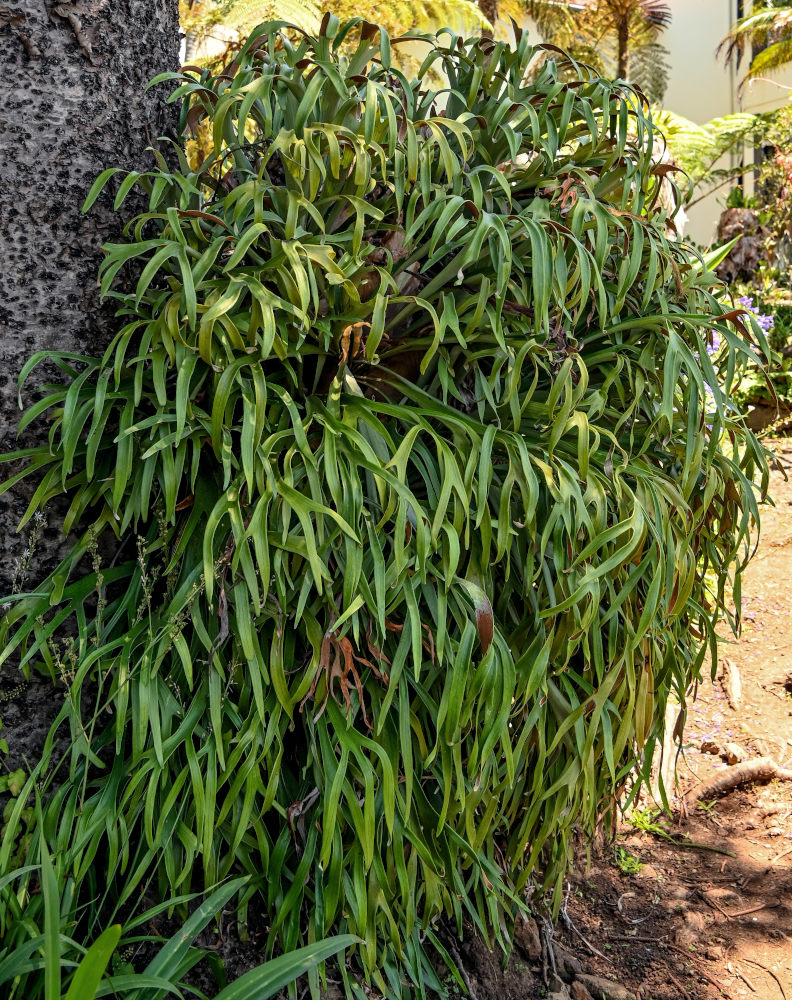 Image of Platycerium bifurcatum specimen.
