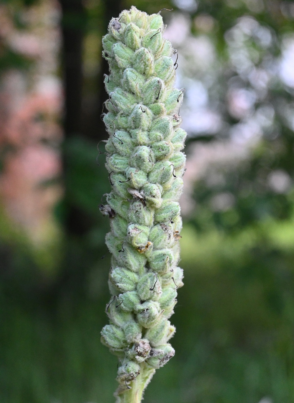Image of Verbascum thapsus specimen.