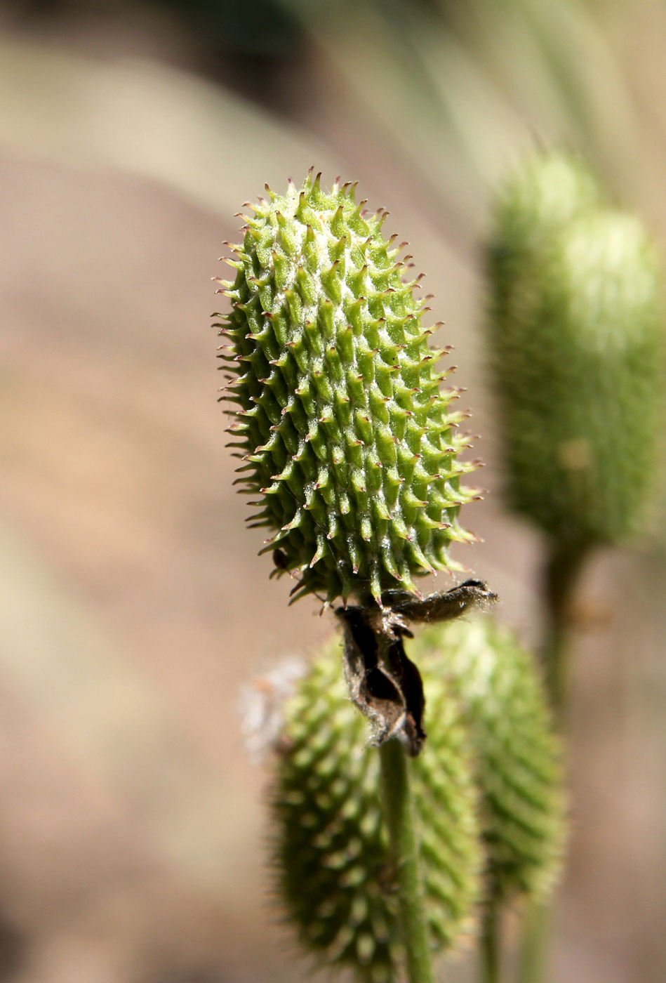 Image of Anemone cylindrica specimen.