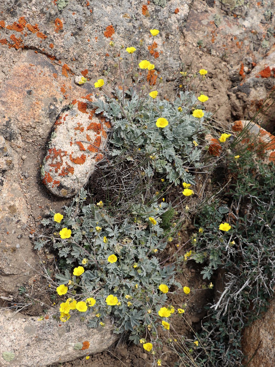 Image of Potentilla hololeuca specimen.