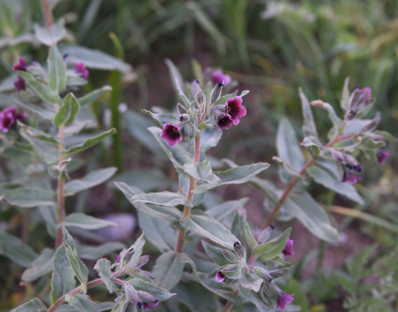 Изображение особи род Nonea.