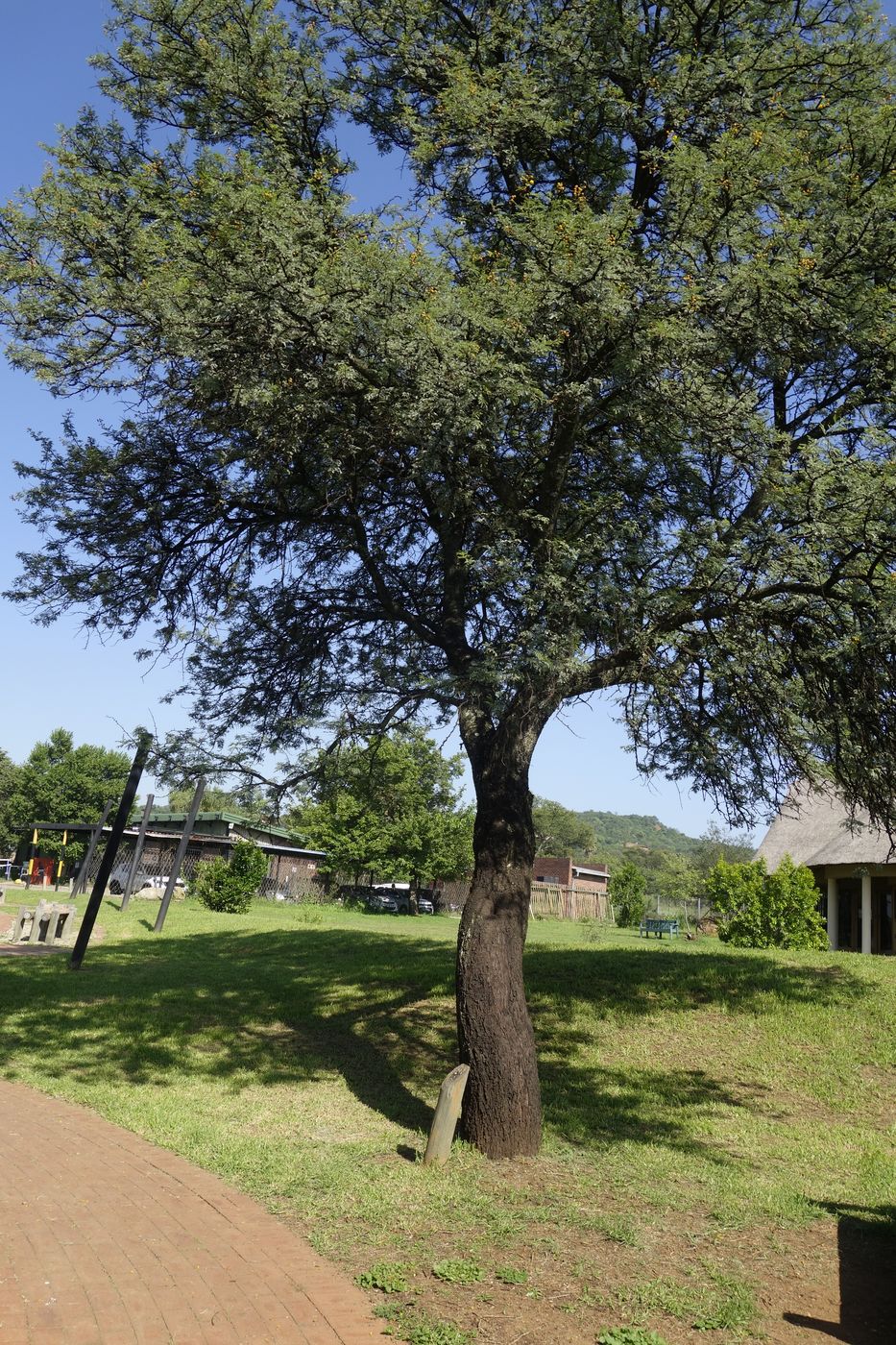 Image of Vachellia farnesiana specimen.