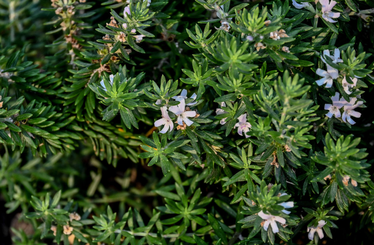 Изображение особи Westringia fruticosa.