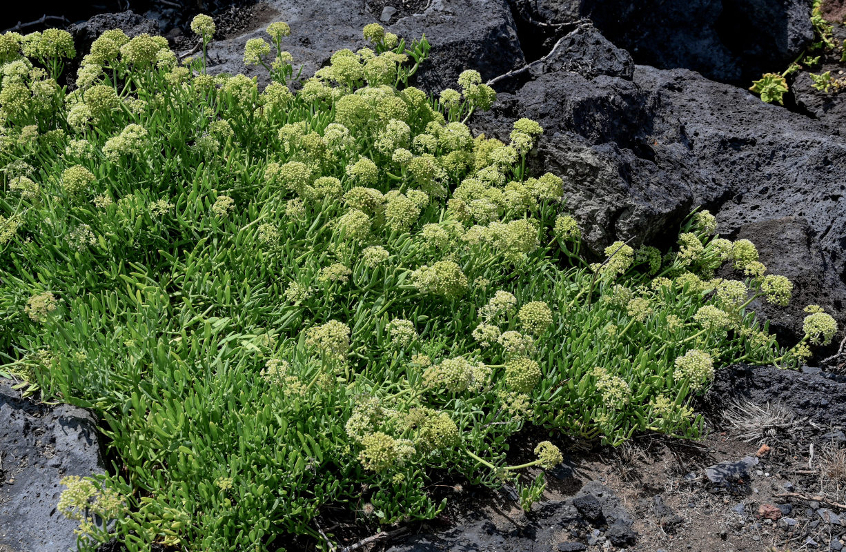 Изображение особи Crithmum maritimum.