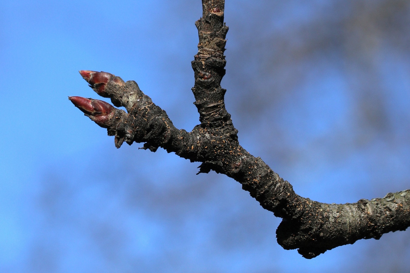 Image of Malus domestica specimen.