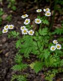 Pyrethrum parthenium. Верхушка цветущего растения. Калининградская обл., г. Калининград, в культуре. 28.06.2025.