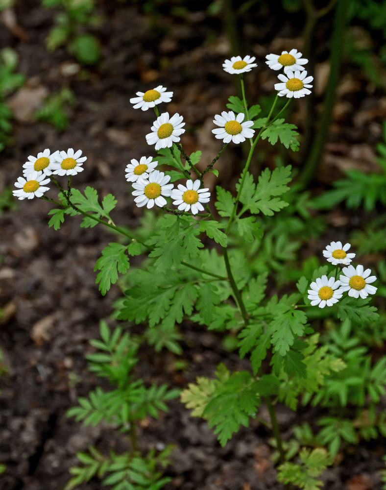 Изображение особи Pyrethrum parthenium.