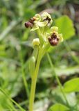 Ophrys bombyliflora. Цветки. Италия, Лацио, Латина, бухта Гаэта. 08.04.2011.