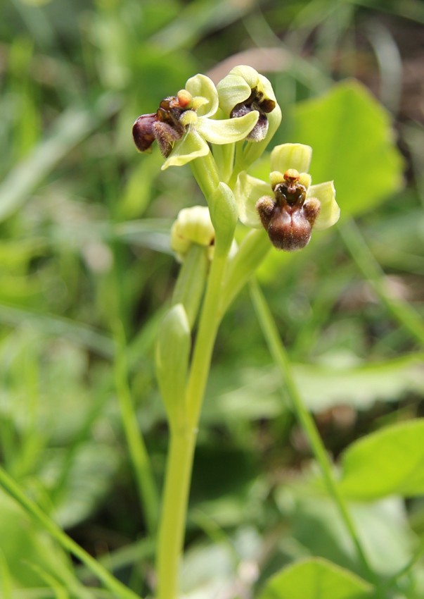 Image of Ophrys bombyliflora specimen.