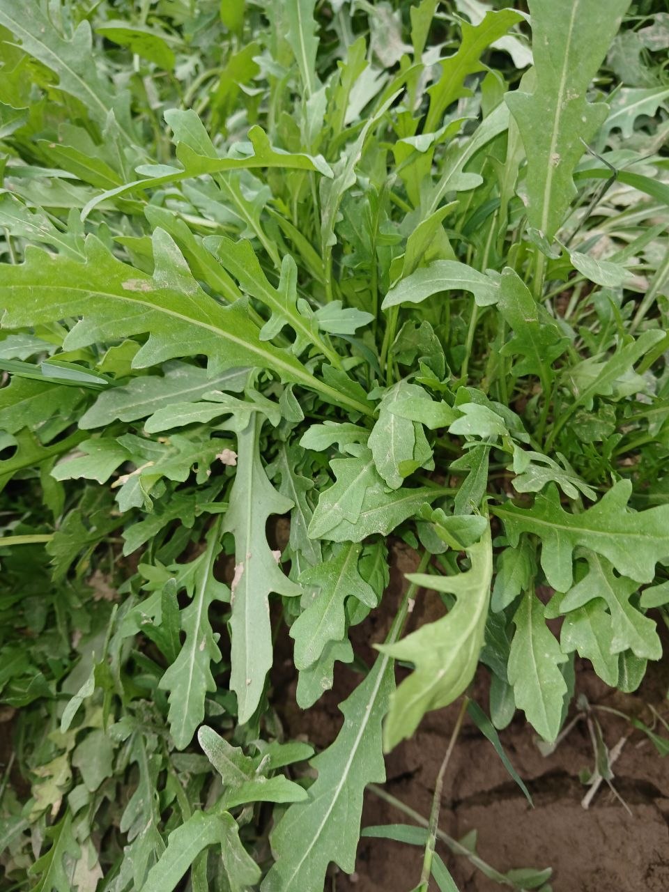 Image of Eruca sativa specimen.