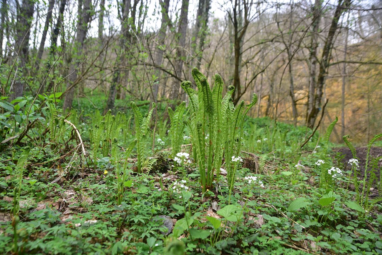Image of Matteuccia struthiopteris specimen.