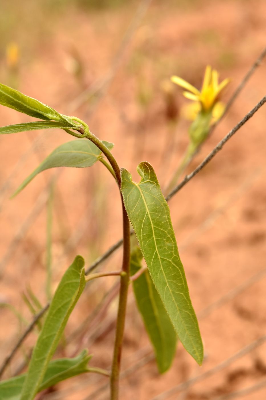 Image of Cynanchum acutum specimen.