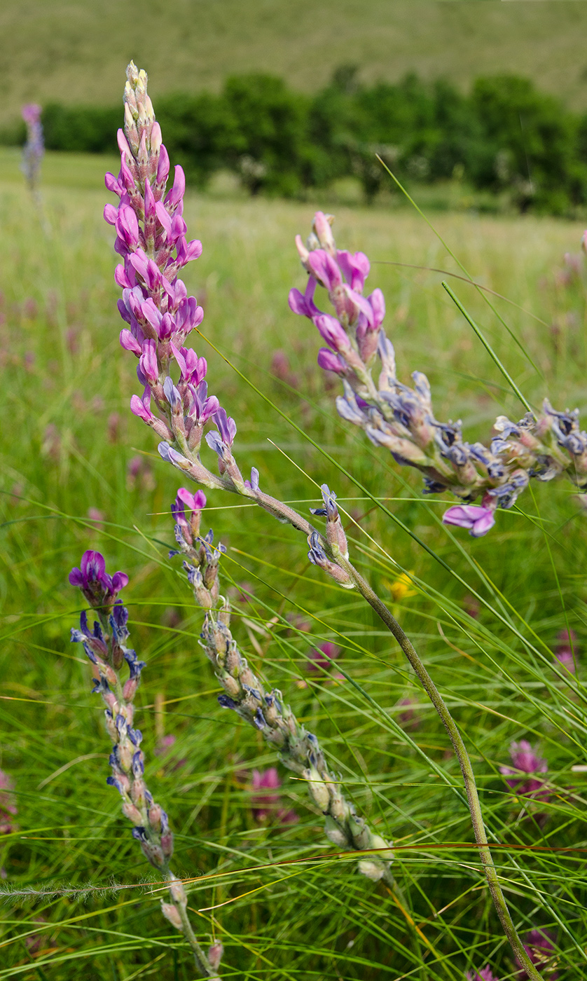 Изображение особи Oxytropis kasakorum.