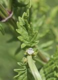 семейство Lamiaceae