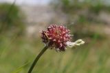 Allium vineale. Соцветие с бутонами и частично проросшими выводковыми луковичками. Крым, Севастополь, Инкерман, пойма р. Чёрная, луг. 21.06.2026.