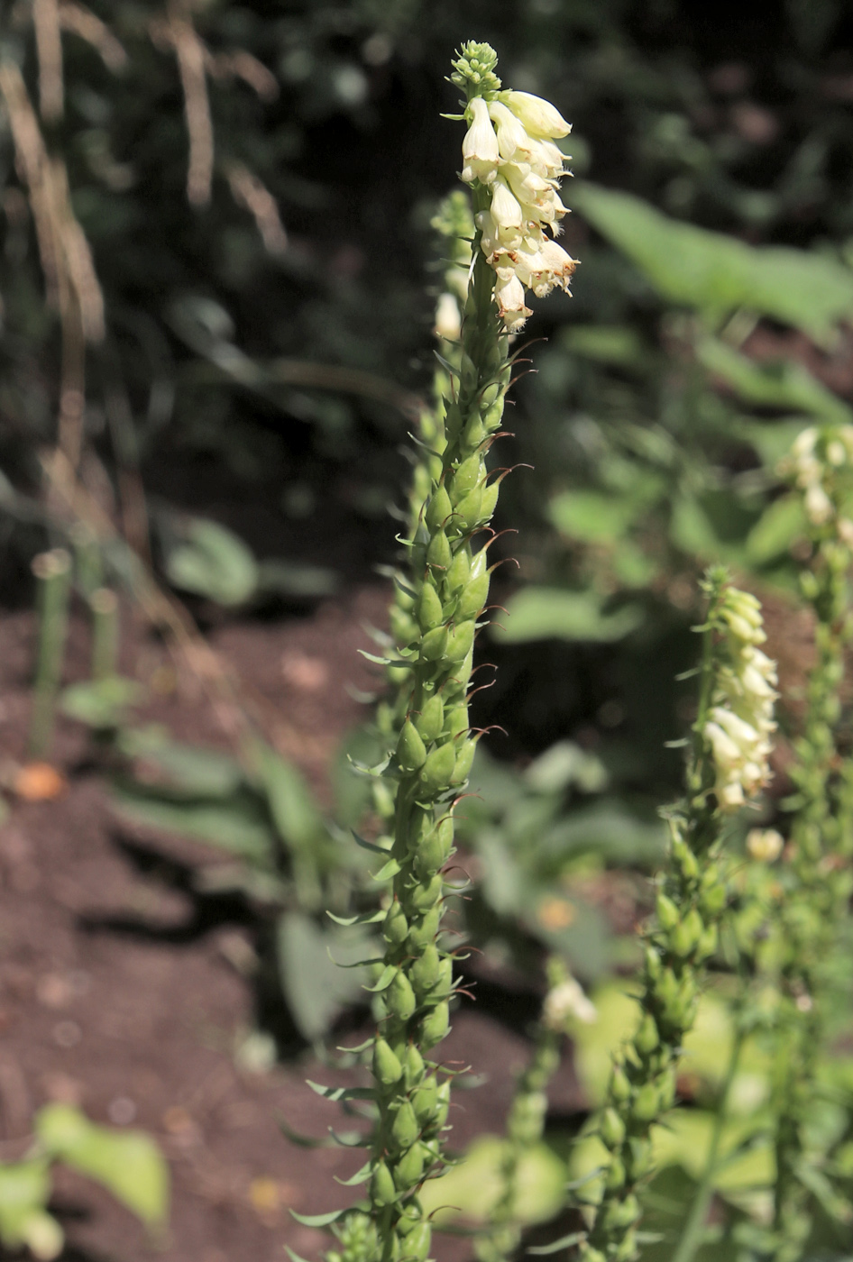 Image of Digitalis ciliata specimen.