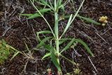 Centranthus longiflorus. Побеги в средней части ветви. Грузия, край Самцхе-Джавахети, Ахалцихский муниципалитет, левый борт р. Цинубанисцкали, 1,5 км выше по течению от горячего источника Цинубани, горная степь. 9 июня 2026 г.