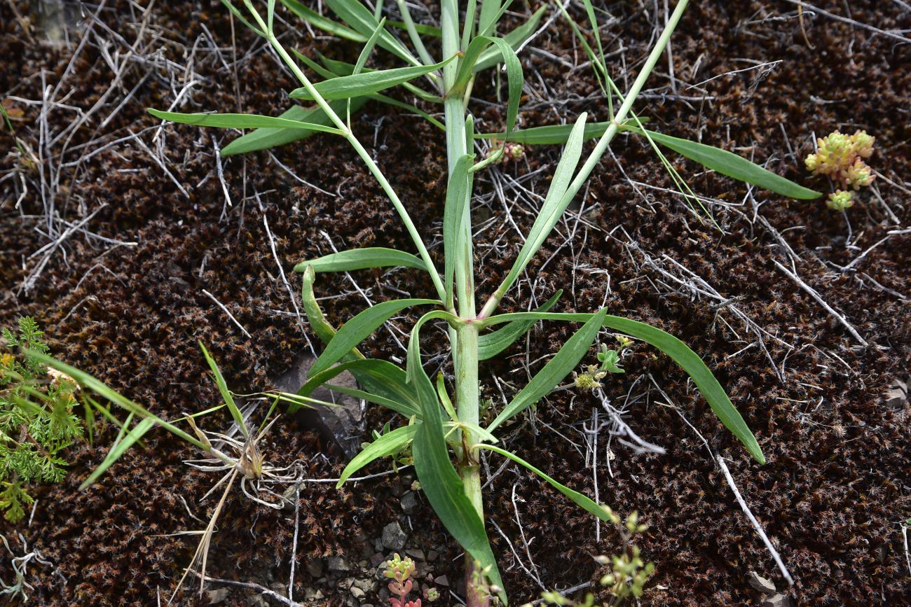 Image of Centranthus longiflorus specimen.