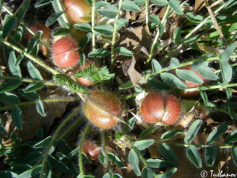 Image of Astragalus utriger specimen.