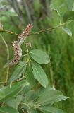 род Salix