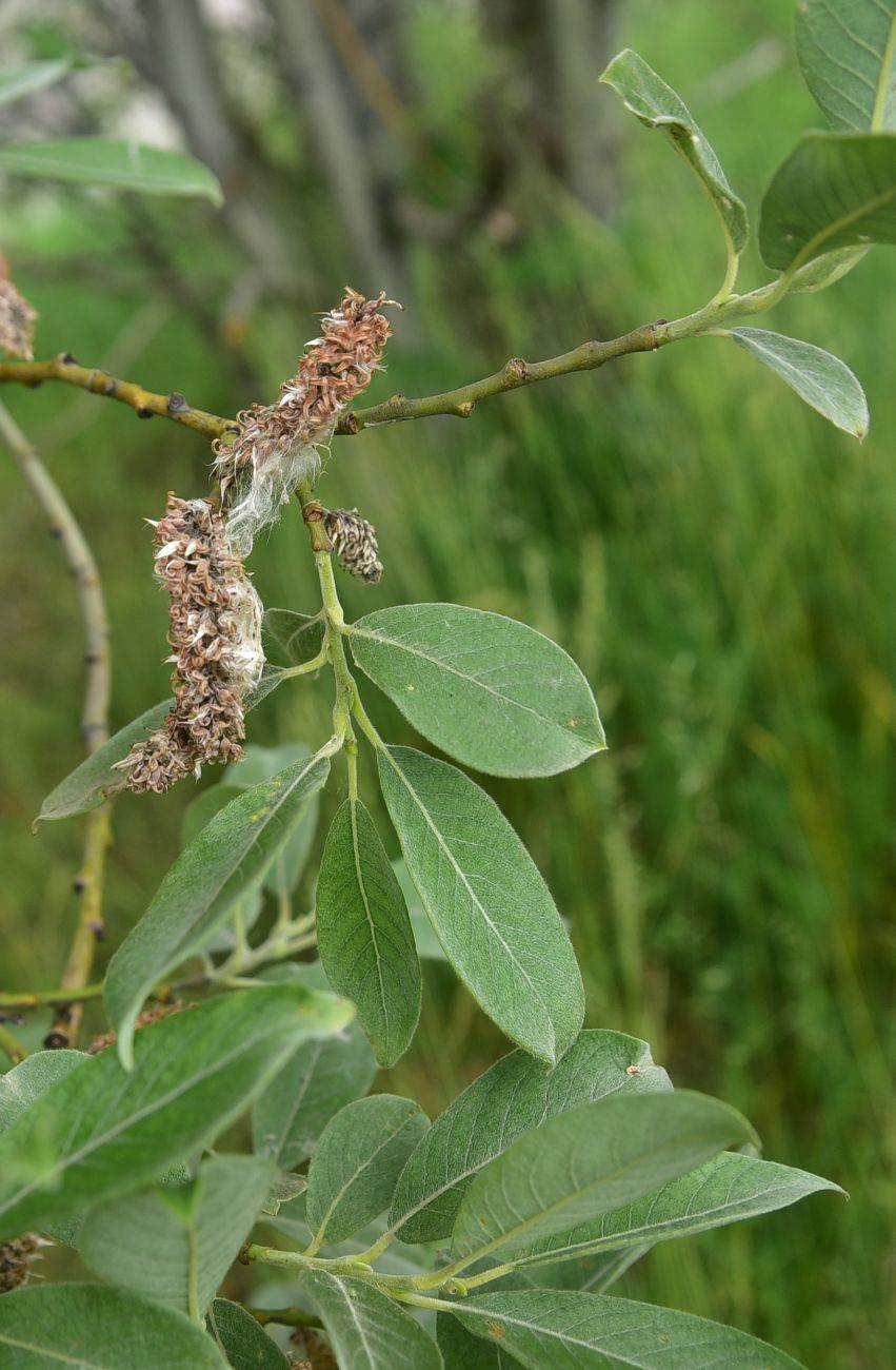 Image of genus Salix specimen.