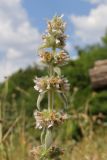 Stachys germanica