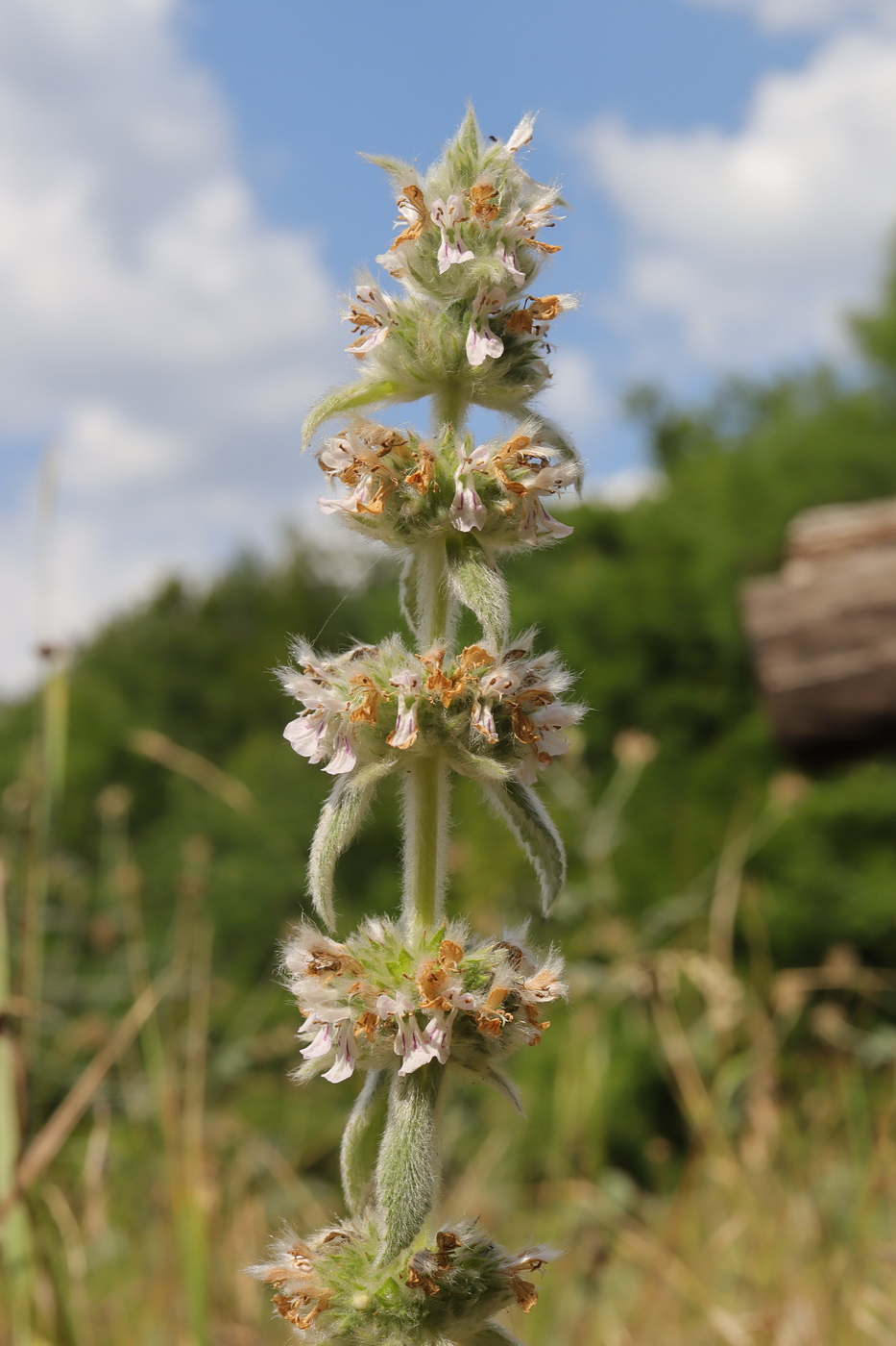 Image of Stachys germanica specimen.