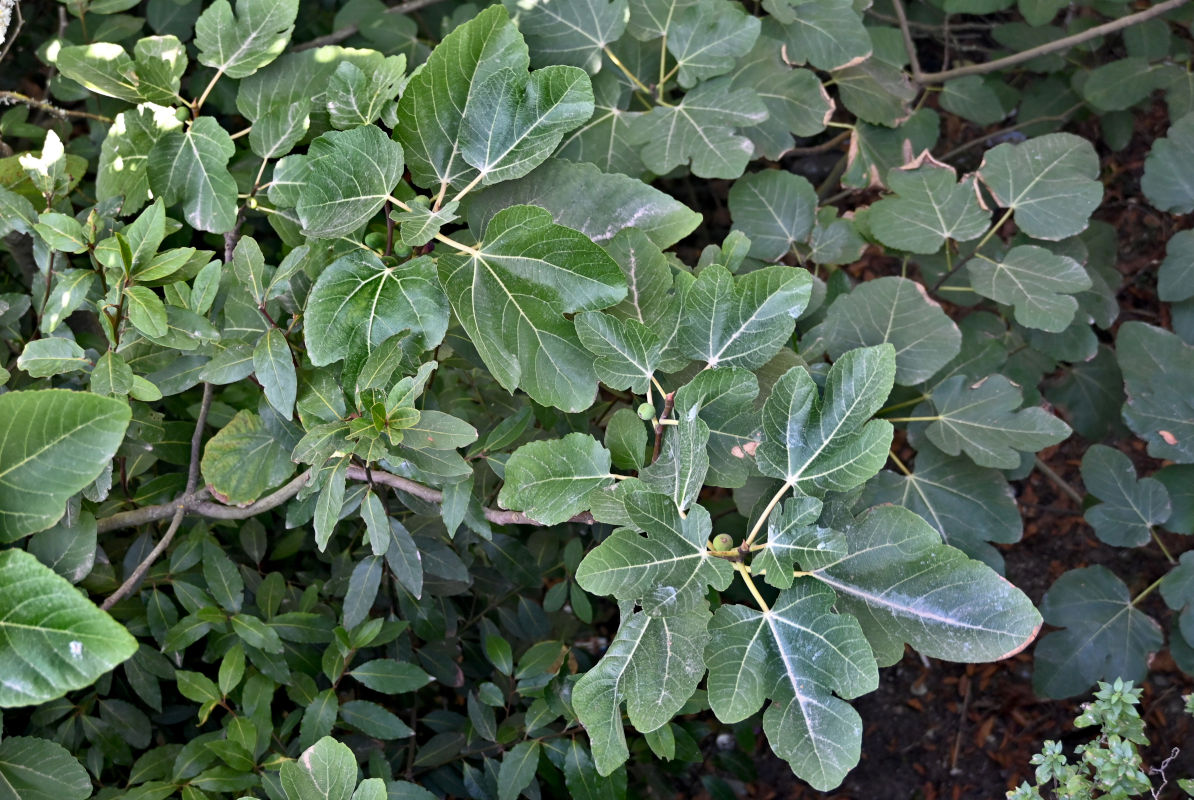 Image of Ficus carica specimen.