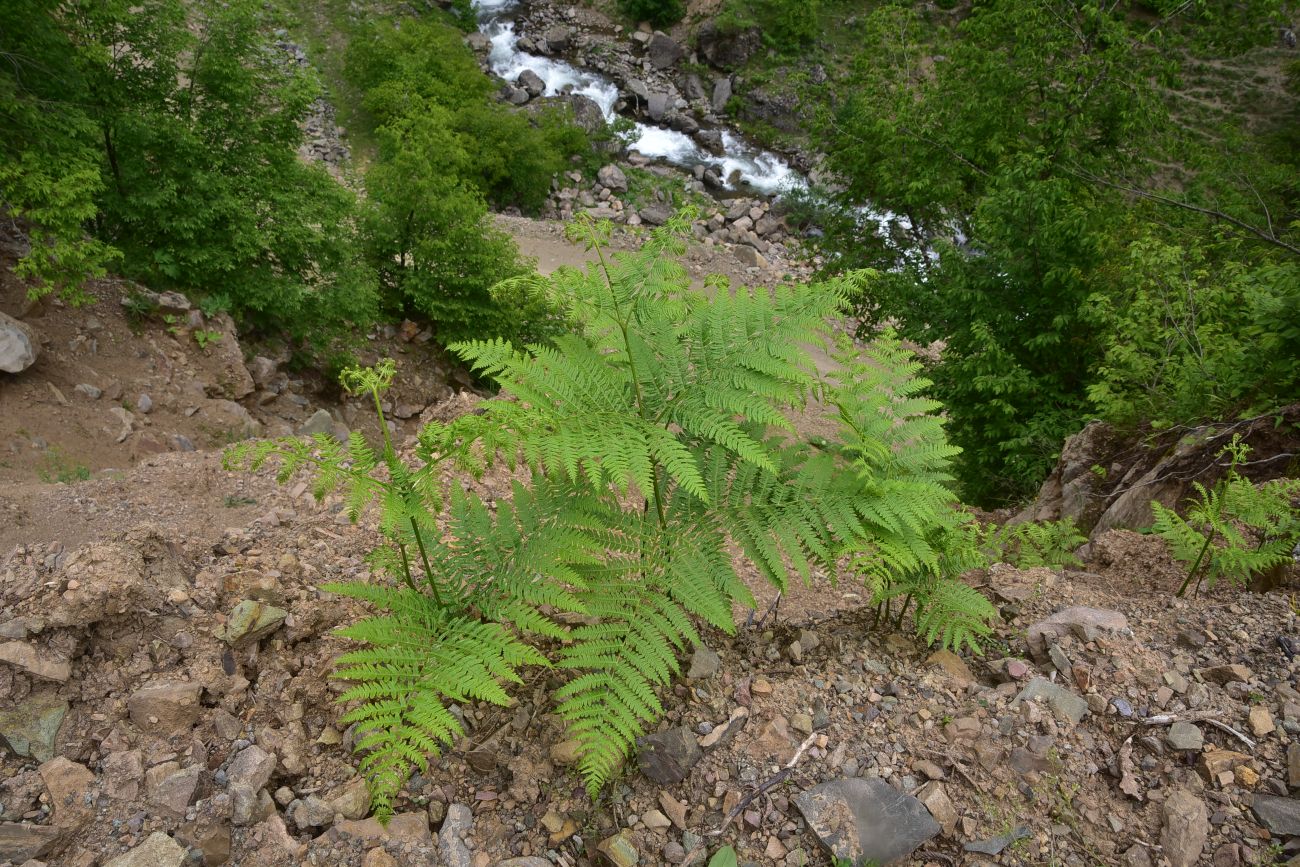 Image of Unknown species specimen.