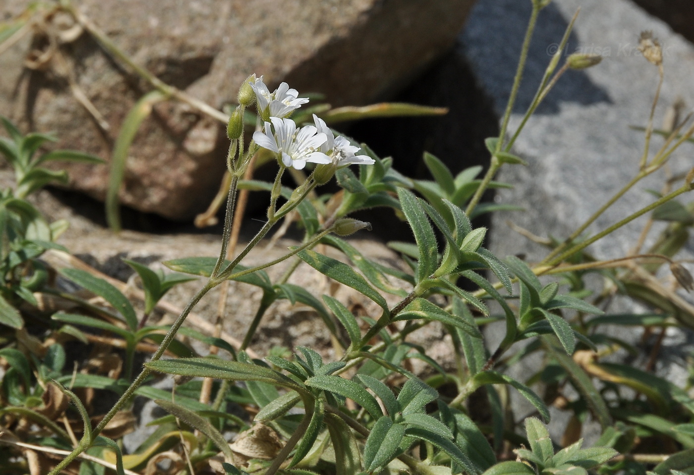 Image of Cerastium arvense specimen.