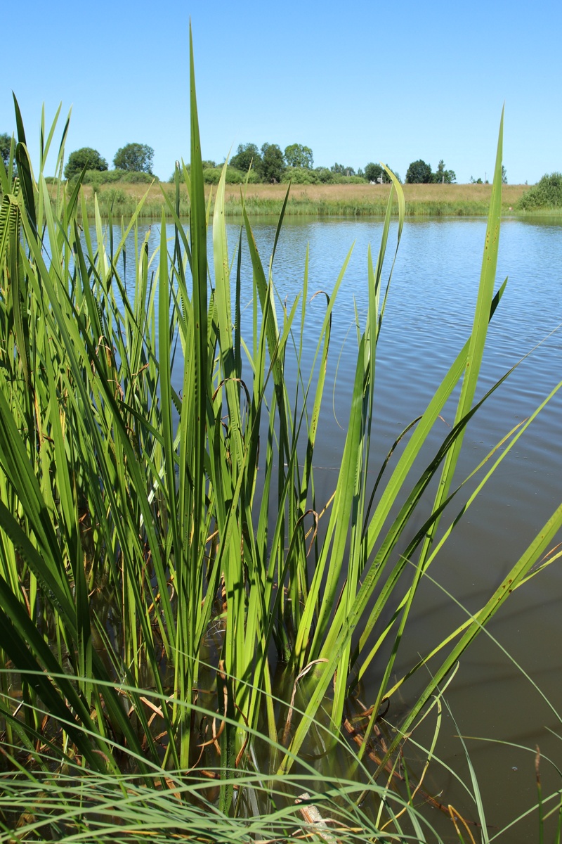 Image of Acorus calamus specimen.
