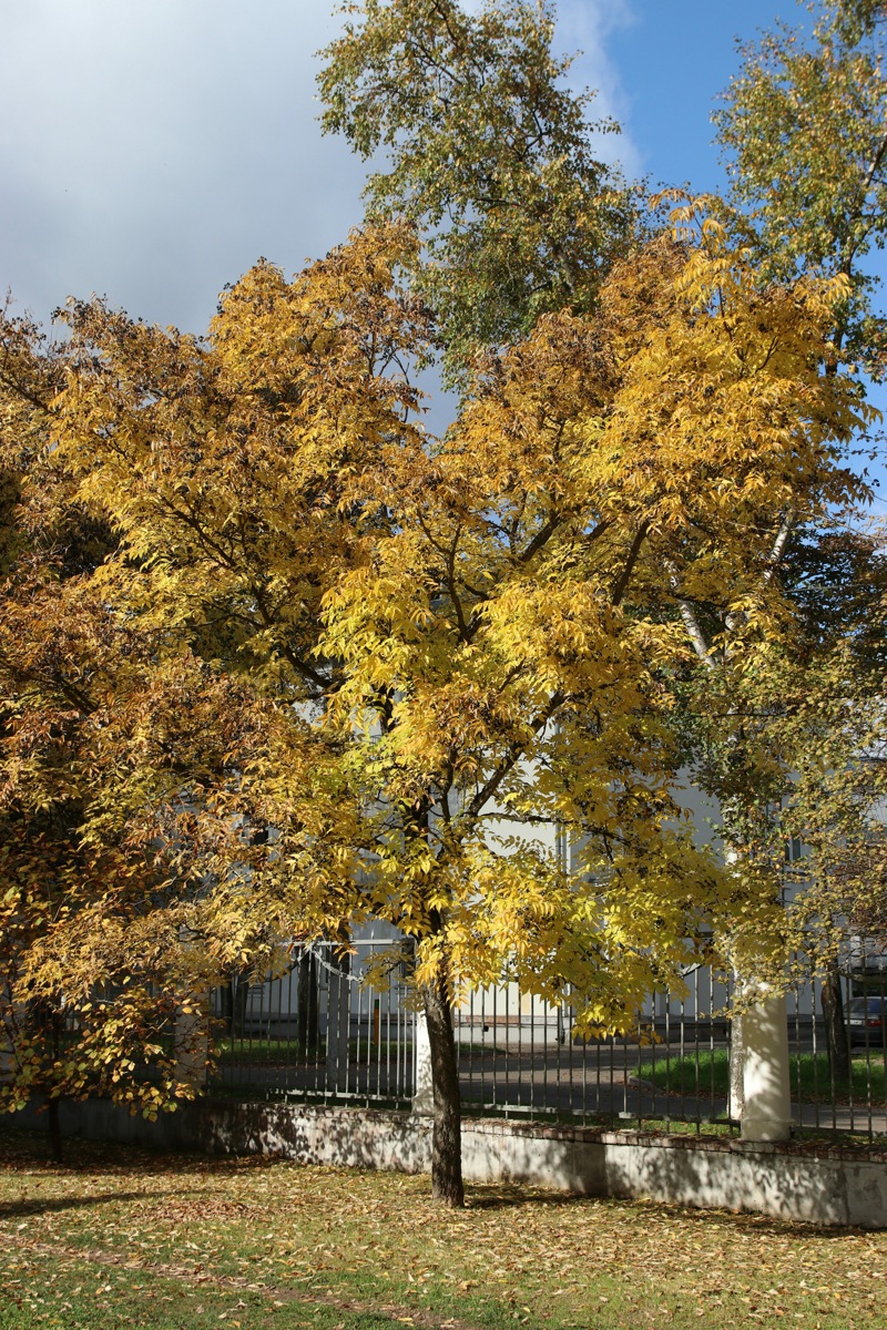 Изображение особи Phellodendron amurense.