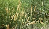 Calamagrostis epigeios. Верхушки плодоносящих растений. Узбекистан, Республика Каракалпакстан, Амударьинский р-н, окр. автомобильно-железнодорожного моста через р. Амударья, левый берег реки, глинисто-песчаная почва. 16.08.2026.