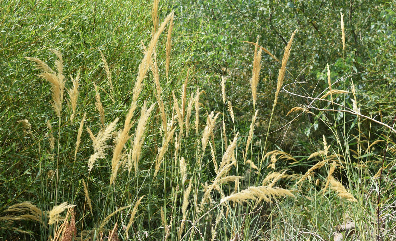 Image of Calamagrostis epigeios specimen.