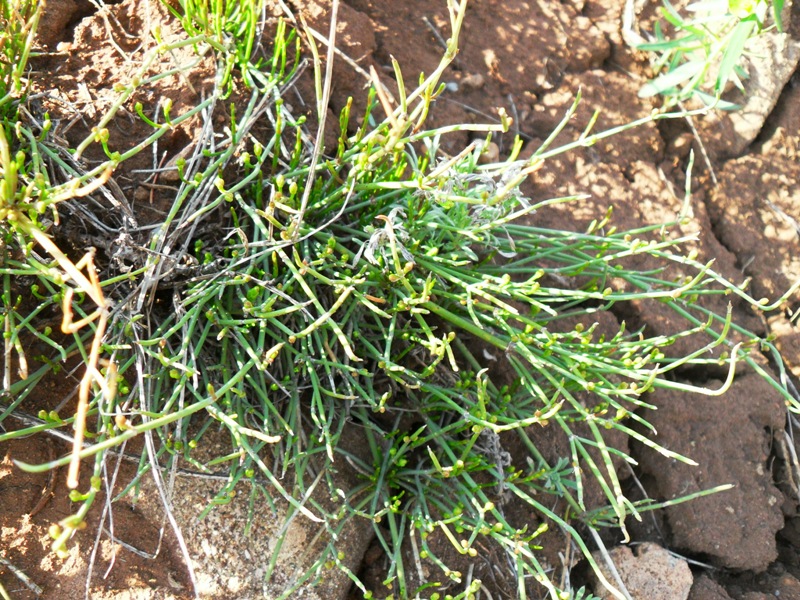 Image of Ephedra distachya specimen.