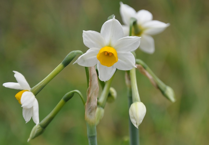 Image of Narcissus tazetta specimen.