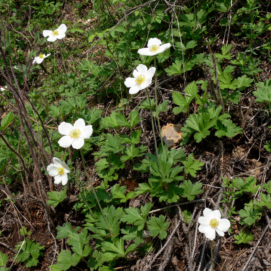 Изображение особи Anemone sylvestris.