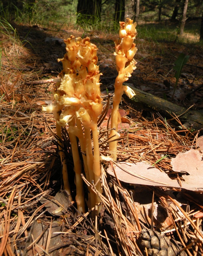 Изображение особи Hypopitys monotropa.