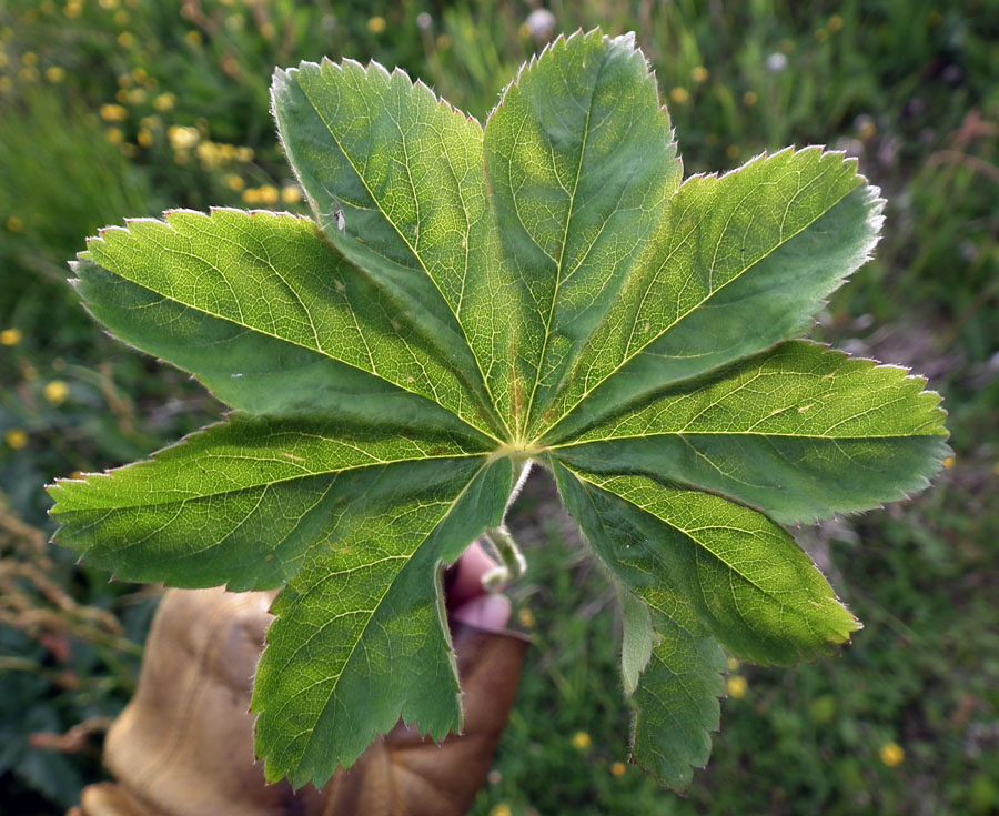 Изображение особи род Alchemilla.