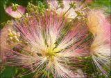 Albizia julibrissin