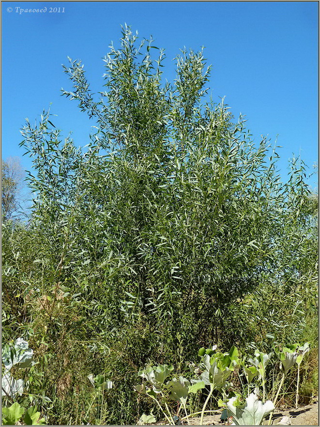 Image of Salix acutifolia specimen.