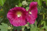 Alcea rosea. Цветки. Московская обл., Раменский р-н, Хрипань, дачный участок.27.07.2007.