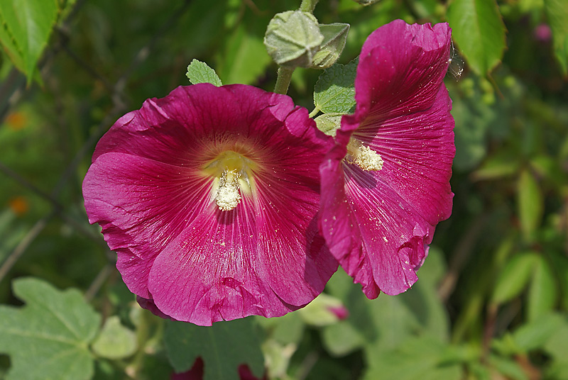 Изображение особи Alcea rosea.