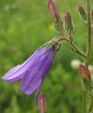 Campanula sibirica. Цветок. Украина, Львов, остепнённый луговой склон. 30 мая 2009 г.